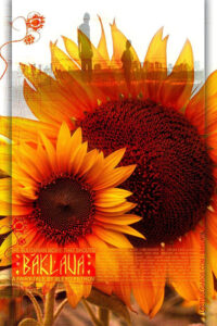 Read more about the article Baklava (2007) Bulgarian (English Subtitle)